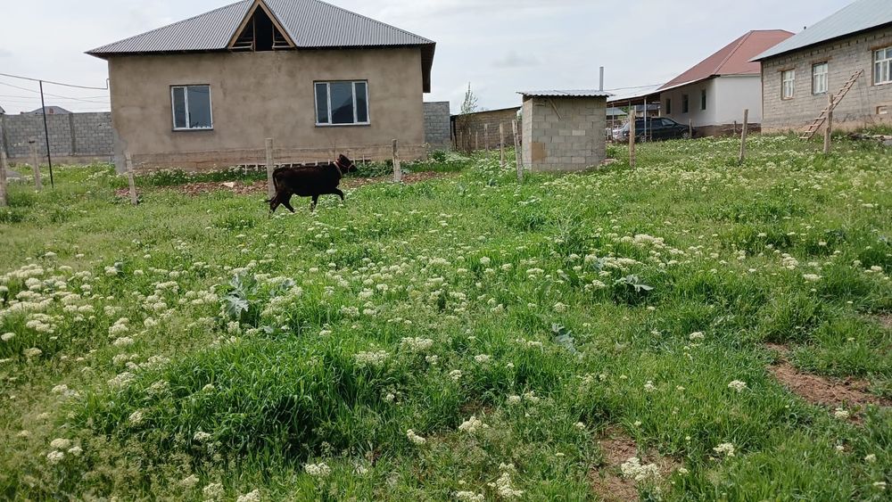 Таналар сатылады