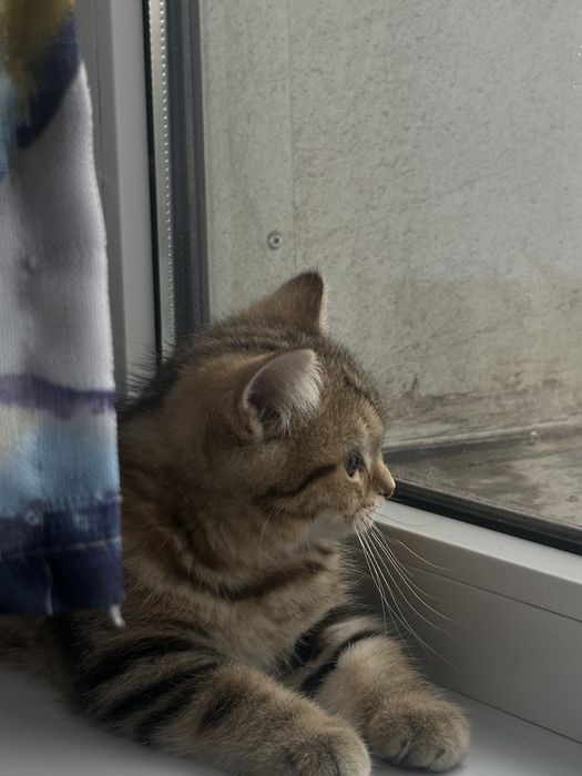 Мраморная шиншилла котенок