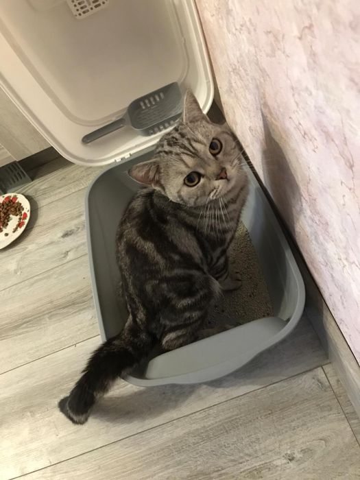 Продаю шотланскую кот