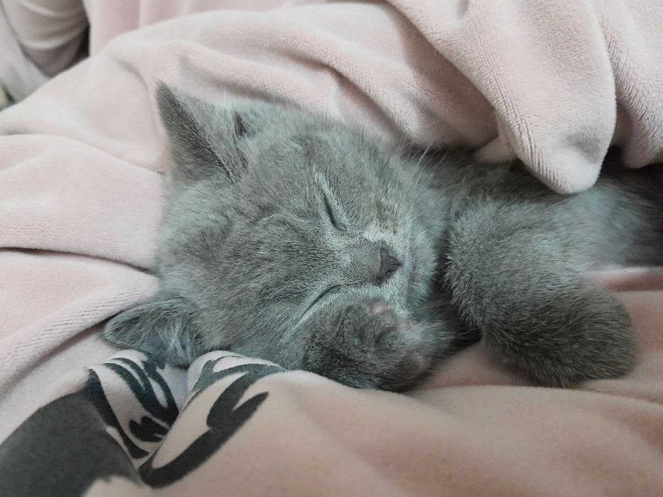 Зоттор мушук сотилади. Карши шаха