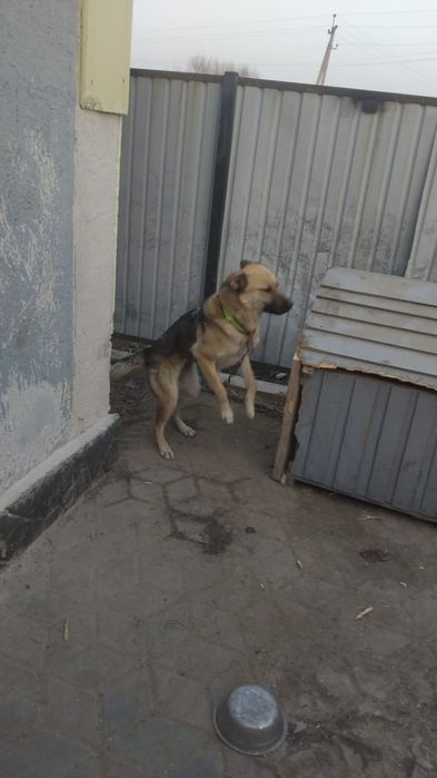 Собака восточная авчарка