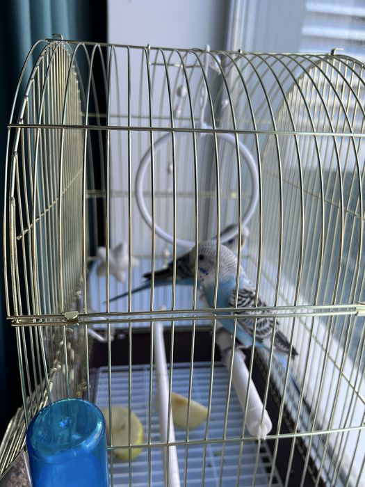 Продается папугай вместе с клеткой.