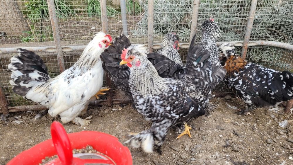 Cocosi strumski  pitic