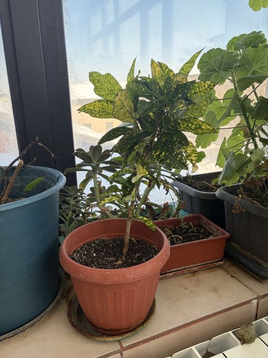 Цветы комнатные разные