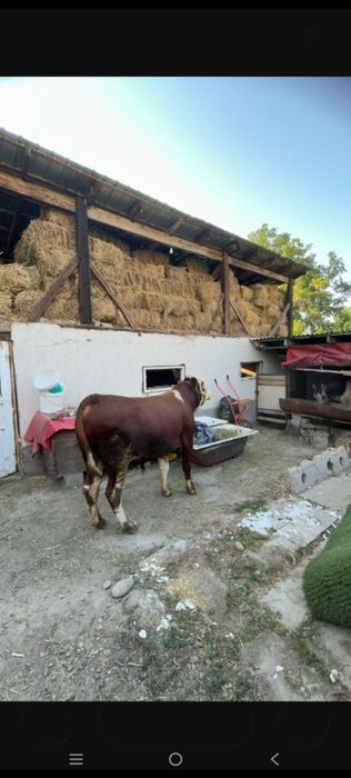 Продам племенного быка семинтал
