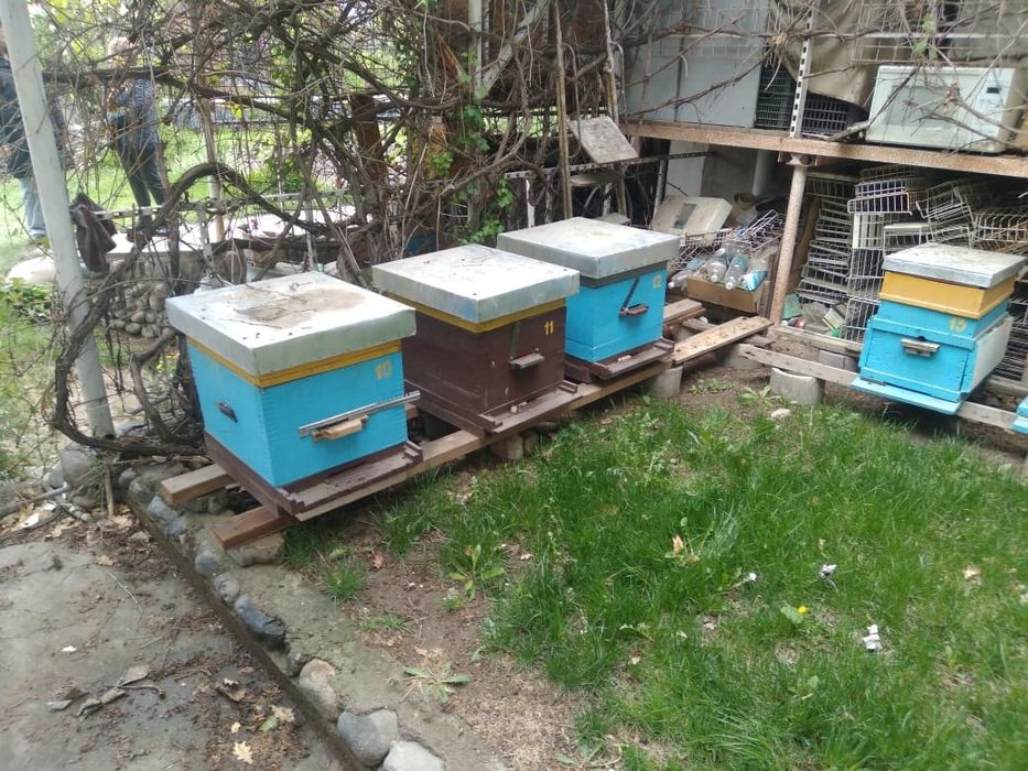 Продам пчёл Карника