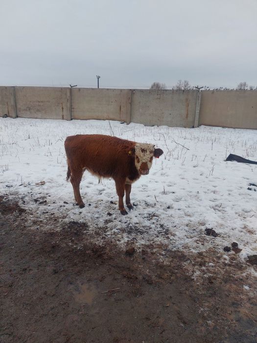 Продам телят в городе