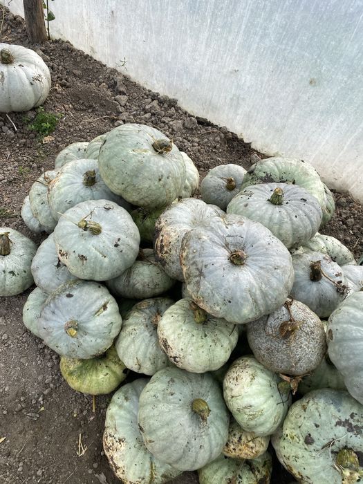 Dovleac pentru animale