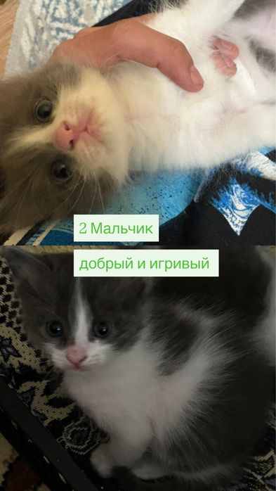 отдам котят в добрые руки