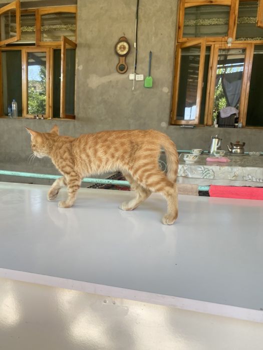 Malla mushukcha, erkak, 5 oylik — mehribon oila izlaydi, Рыжий котёнок