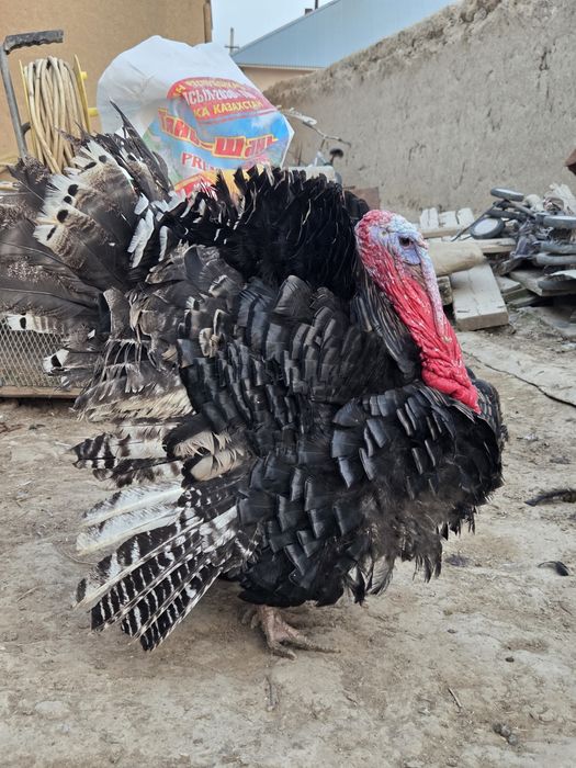 Еркек үндік 10 айлық