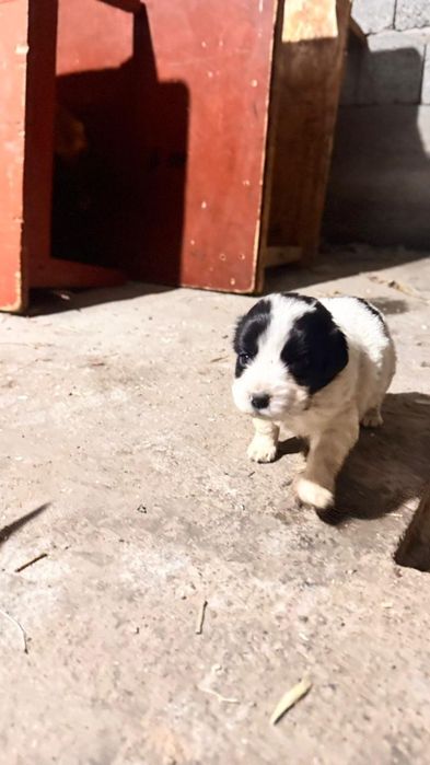 Руский охотник спаниель