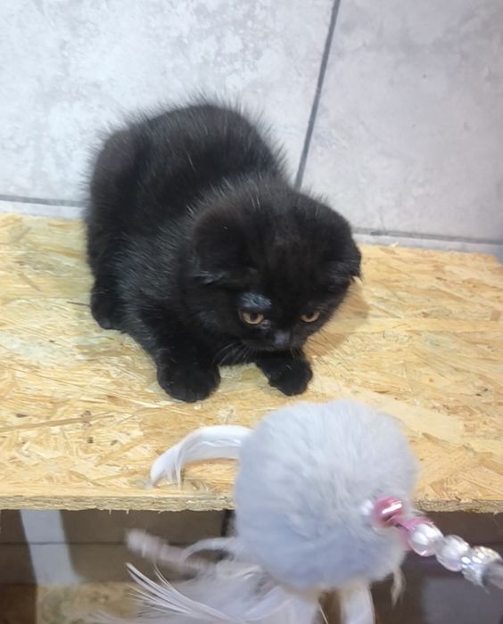 Scottish fold black de la crescător Felisa