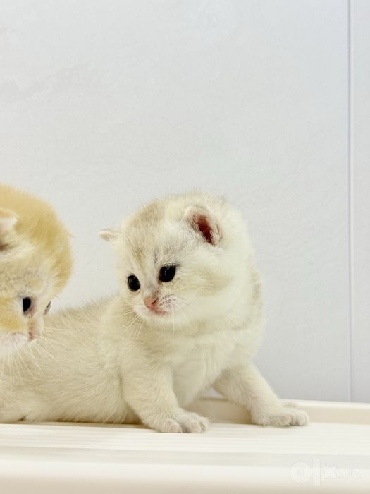 Британский котята