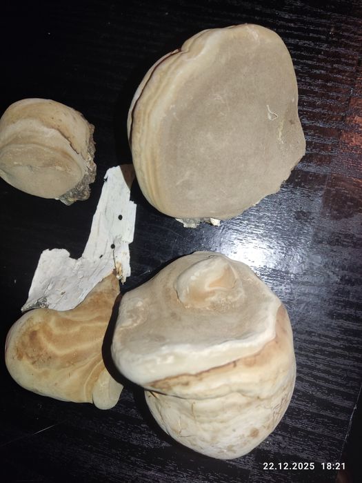 Чага березовая 2025