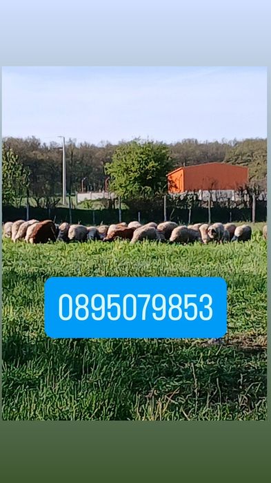 Продавам  едно годишни кочове