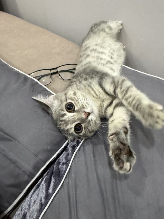 Отдадим даром кота 3 месяца