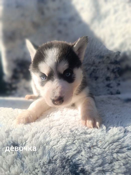 Продаются щенки хаски сибирские