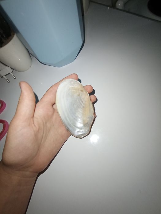 Ракушка,переливается