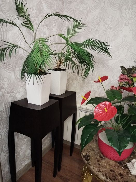 Пальмы 2 штуки, антуриум!