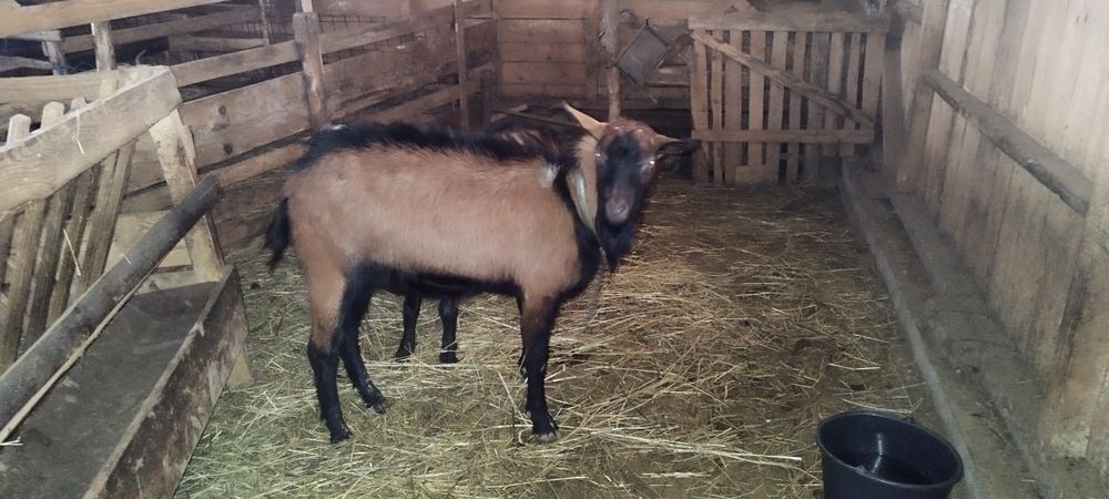 Țapi Alpina franceza