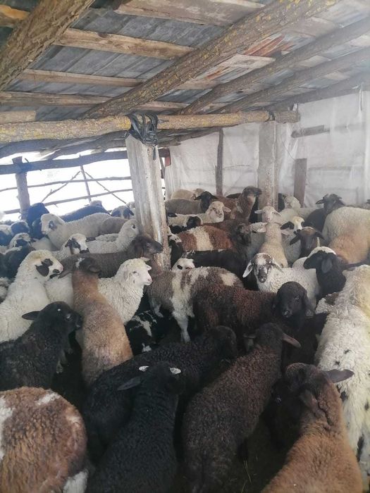 Vaind mei paste pentru sacrificate in viu