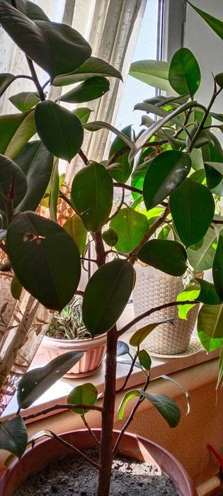 Комнатные цветы в горшках