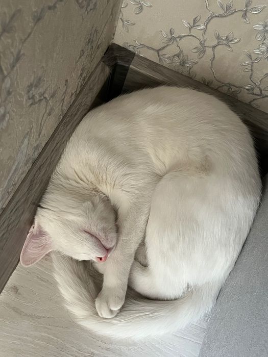 Кошка отдам в хорошие руки