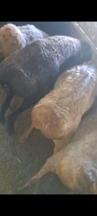 Кошкар Продам жирный