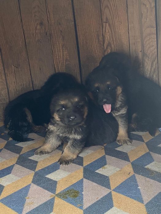 Щенки немецкой овчарки