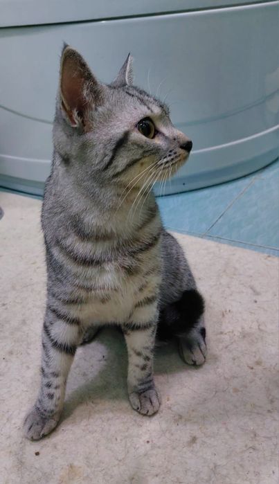 Кот мальчик  до года