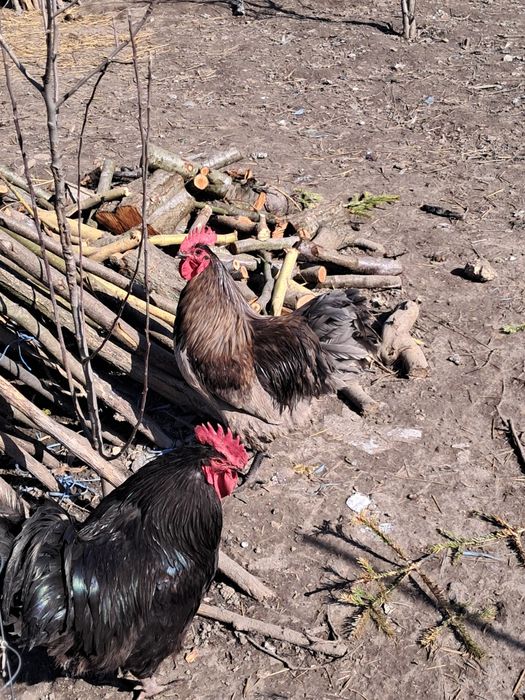 Gâscan holmogor, cocoși australop si altele