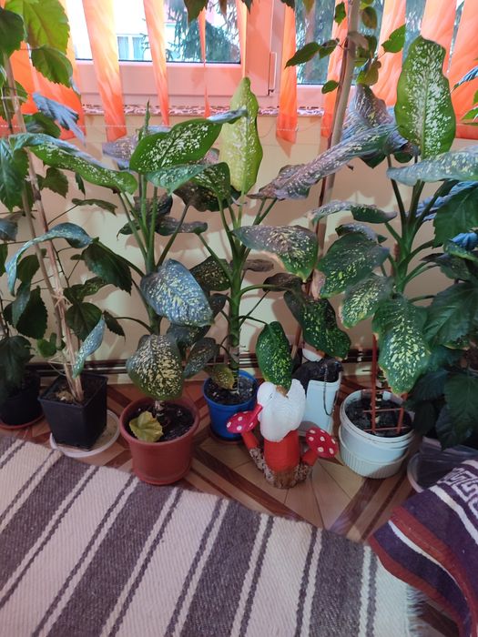 Plante apartament sau birou -- celeai mici preturi !!!