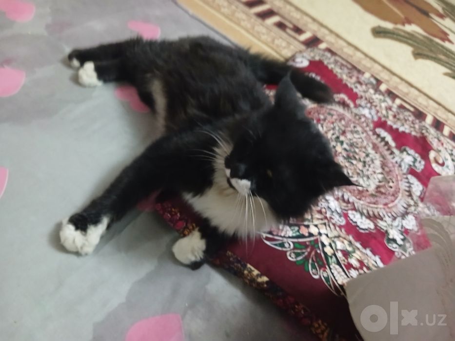 Mushuk bepul tozza ozoda erkak