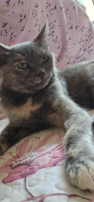 Стерилизованная кошка