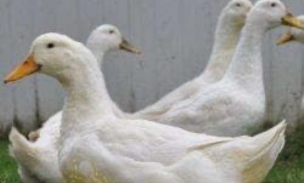 Утка бройлерная