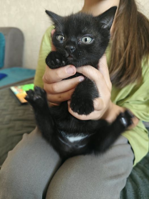 Отдам котенка 1 месяц