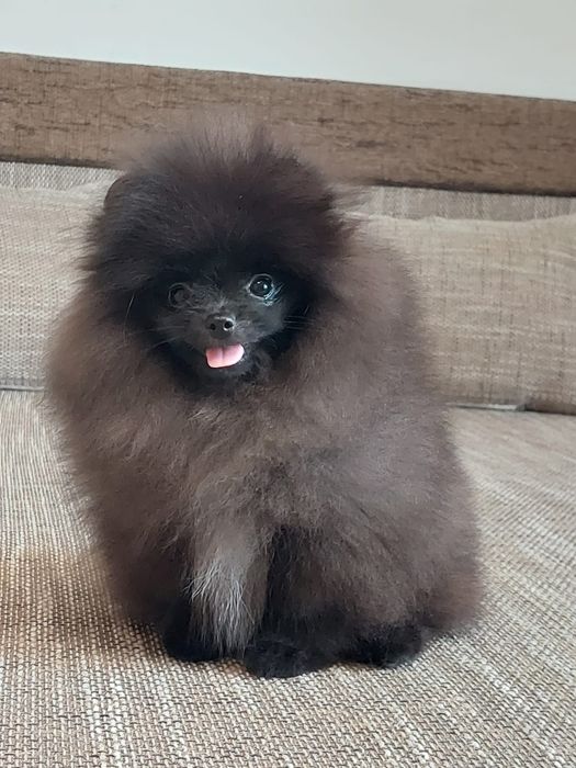 Pomeranian mascul cu pedigree
