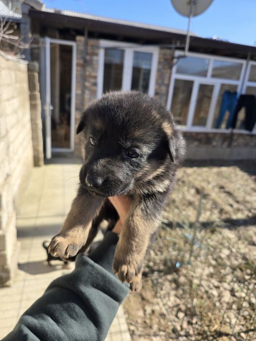 Щенки Немецкой овчарка