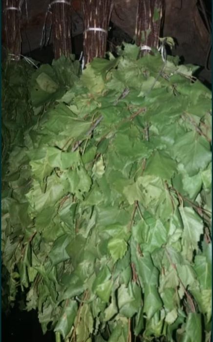 Продам банные веники