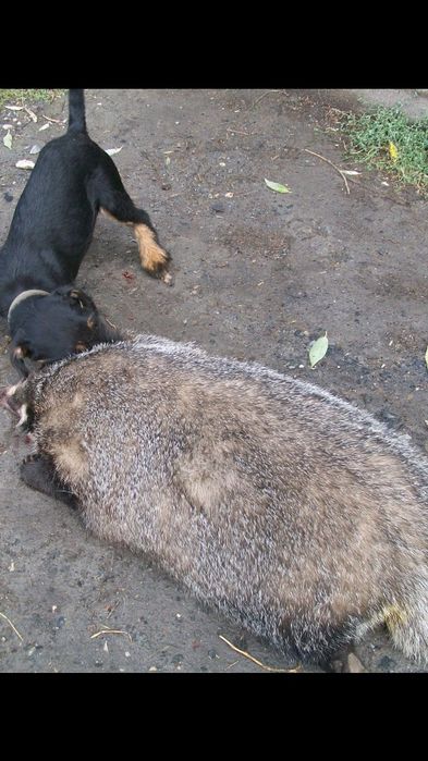 .фокстерьер.сучка.