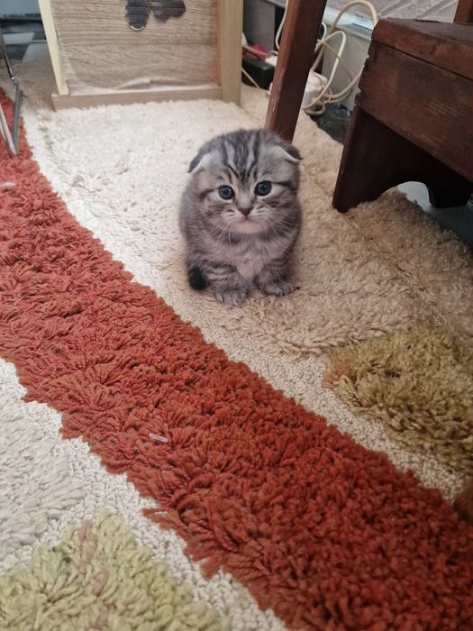 Pisicut scottish fold