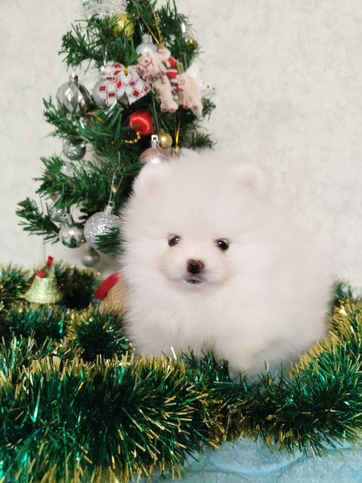 Померанский шпиц