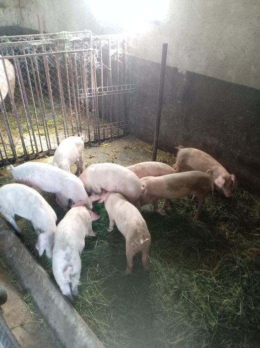 Vind baloti de lucerna