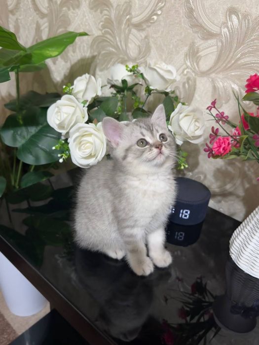 Котята британской шиншиллы
