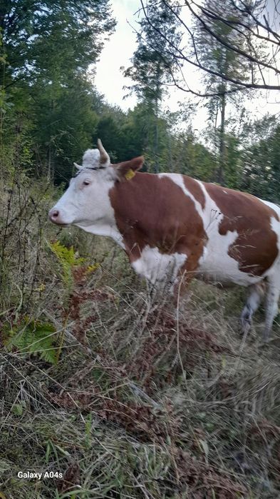 Vând vaca la prima fătare