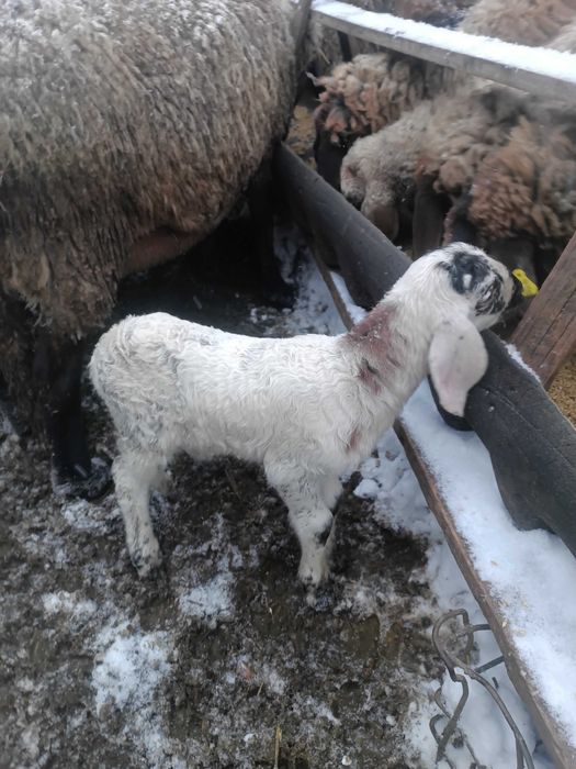 Oi cu miel, la prima fătare