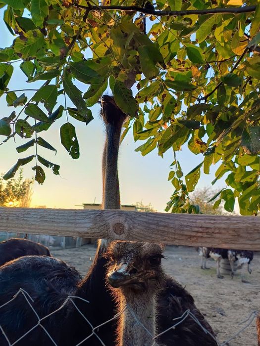 Struți de vânzare – 4 masculi + 1 femelă (2 ani și 4 luni)