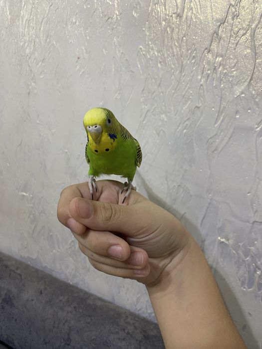 Продаются пара волнистых попугаев