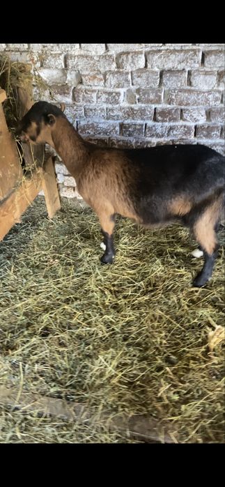 Capra tanara, metis de Alpine Francez